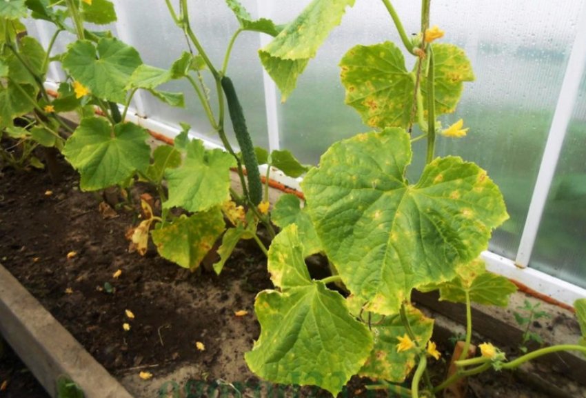 Пероноспороз огірків