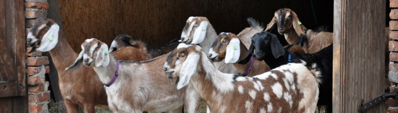 Нубійські кози: опис породи, догляд та утримання