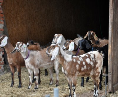 Нубійські кози: опис породи, догляд та утримання