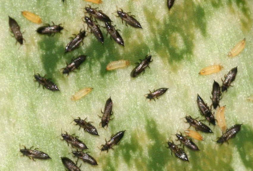 Трипси на огірках