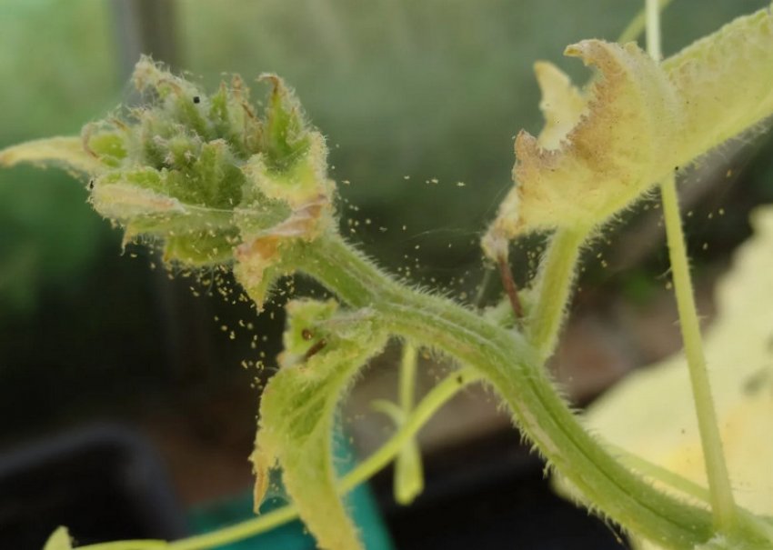 Павутинний кліщ