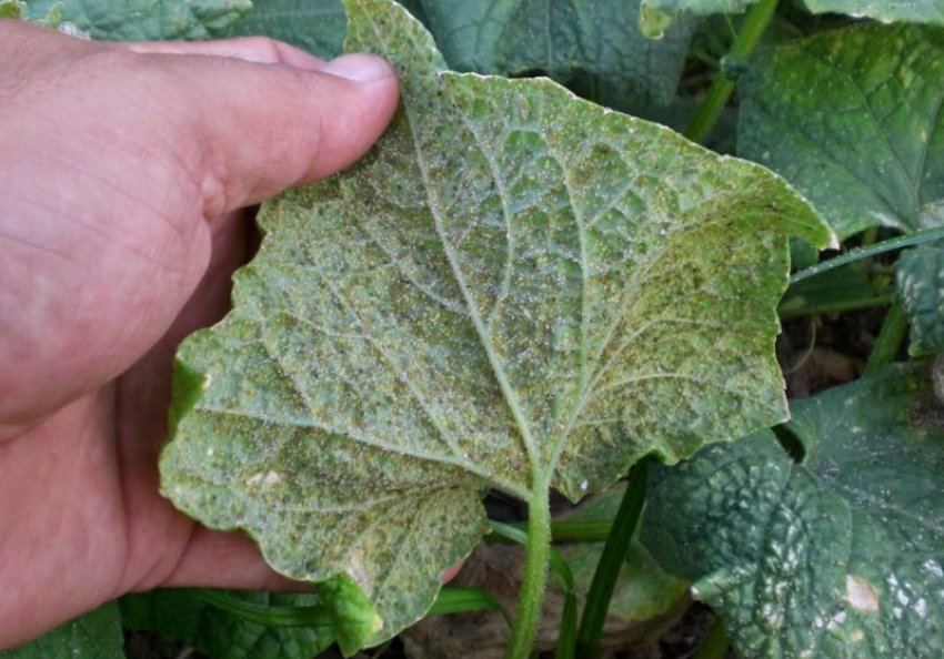 Білокрилка