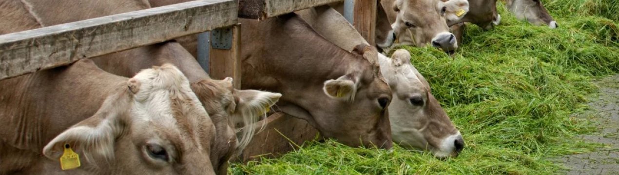 Воїн АТО заснував молочну ферму у Вінницькій області