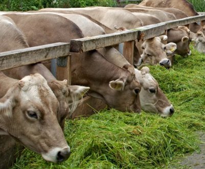 Воїн АТО заснував молочну ферму у Вінницькій області