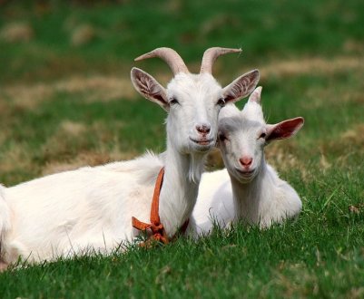 Окіт кози: що робити