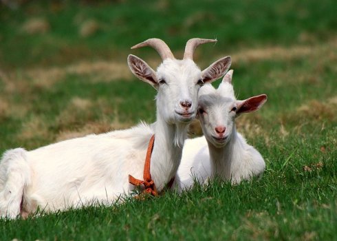 Окіт кози: що робити