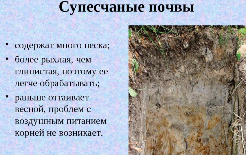 Супіщаний грунт Супіщаний грунт