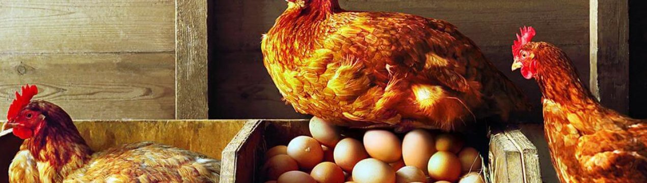 Херсонська область відмовляється від тваринництва