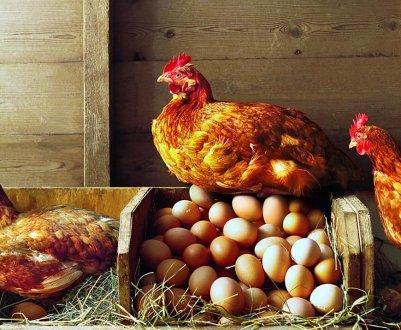 Херсонська область відмовляється від тваринництва