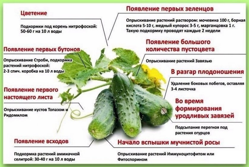 Подкормка огурцов Подкормка огурцов