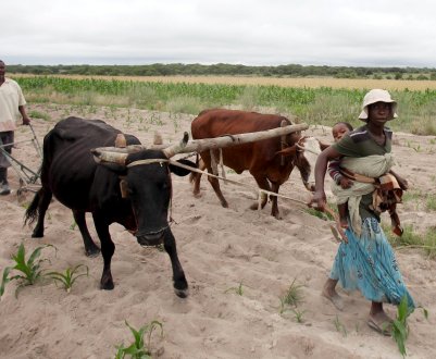 У Зімбабве розпочнеться виплата компенсацій білим фермерам 