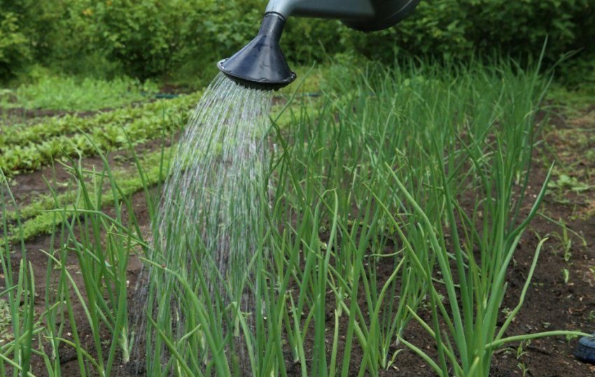 Полив цибулі Полив цибулі