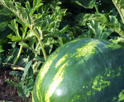 ТОП-8 кращих сортів кавунів для посадки в Сибіру