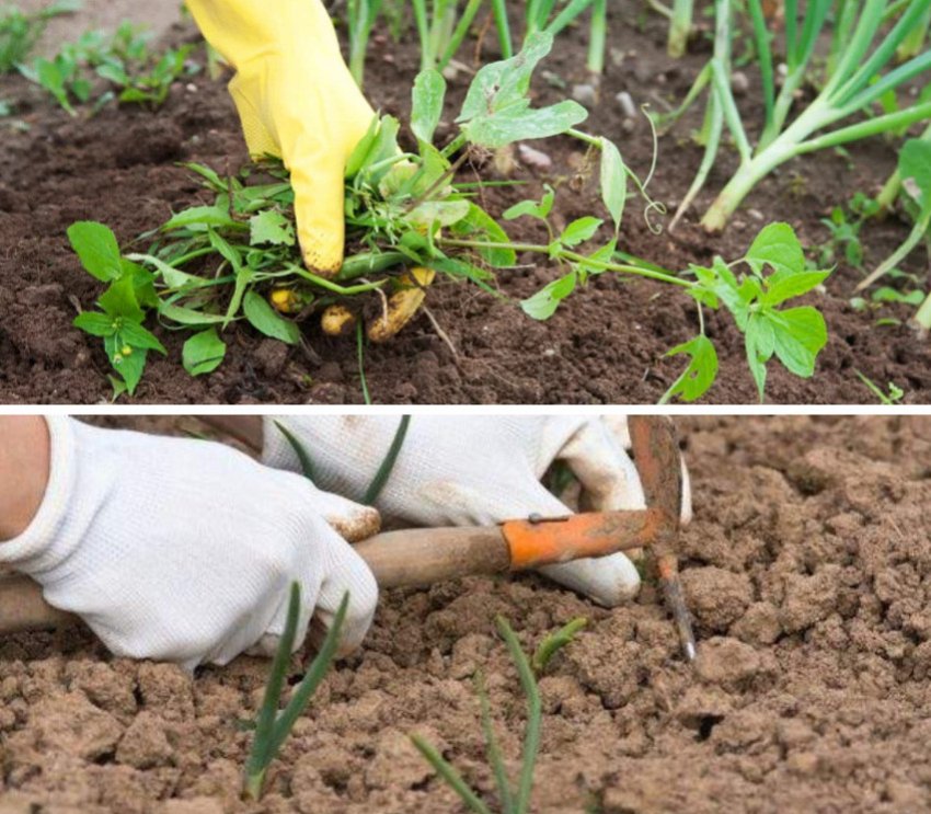 Розпушування і прополка цибулі Розпушування і прополка цибулі
