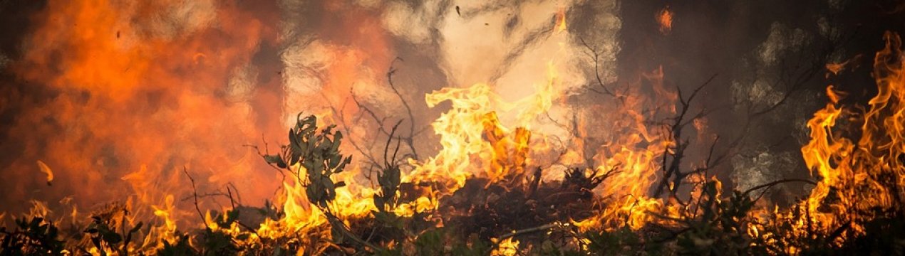 Стара подружня пара з Житомирської області загинула через спалювання сухостою