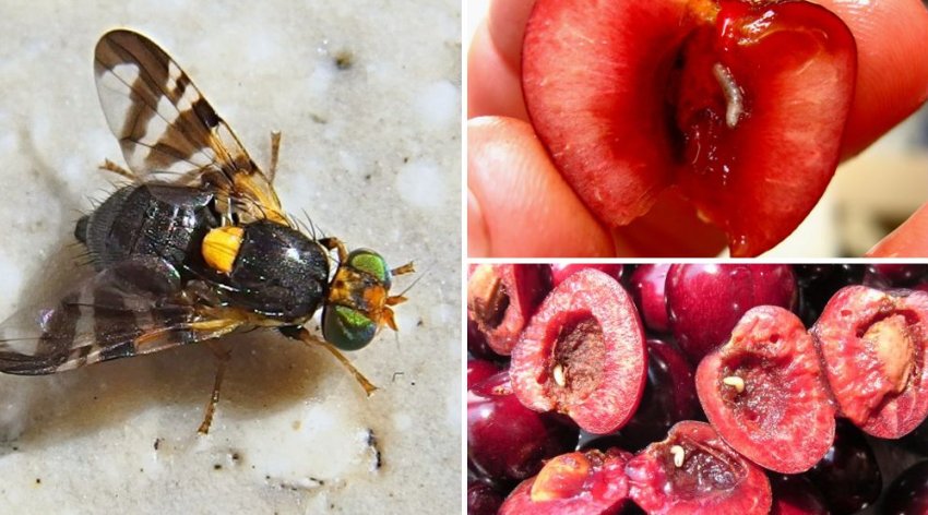 Вишнева муха Вишнева муха