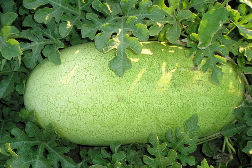 Кавун Чарльстон Грей