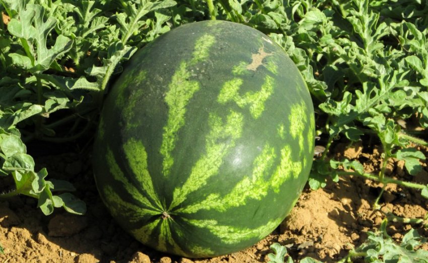Кавун Сибірський гігант