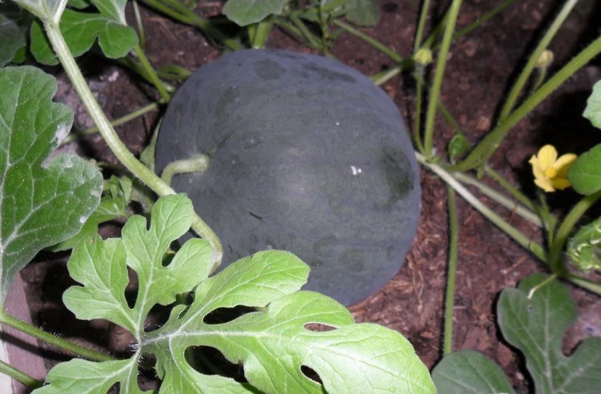 Кавун Цукровий малюк