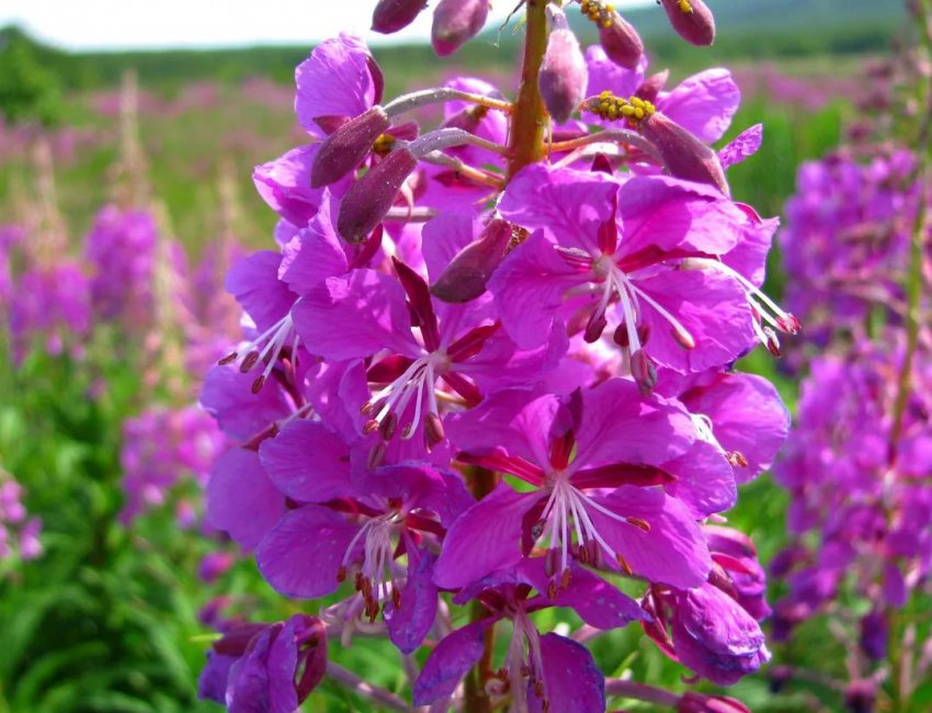 Забайкальські фермери обміняють траву на французьке морозиво і сири