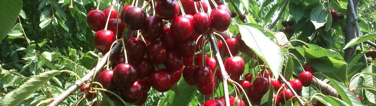 Черешня Регина Описание Сорта Опылители Фото