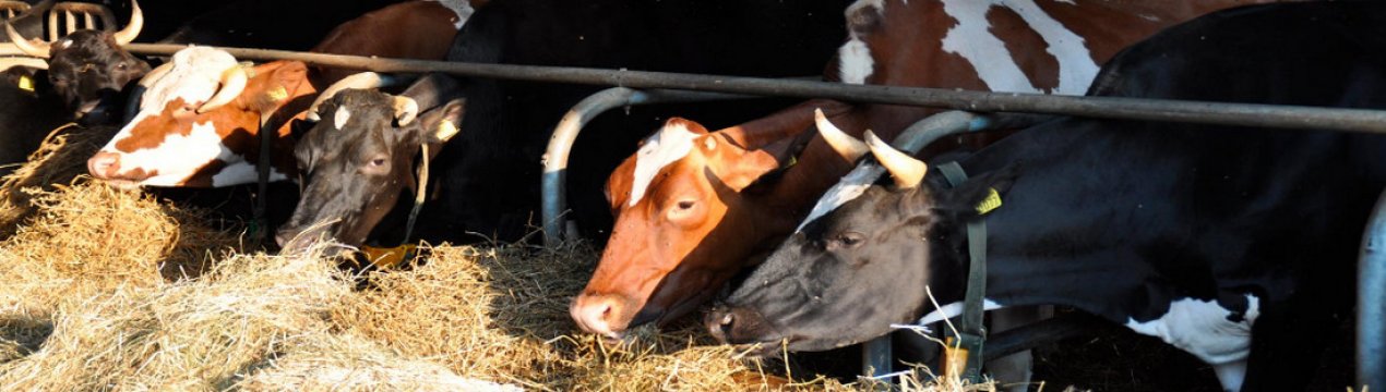 Скільки корові потрібно сіна на добу