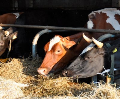 Сколько корове нужно сена в сутки