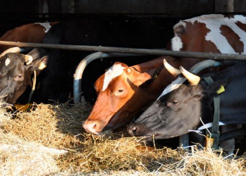Скільки корові потрібно сіна на добу