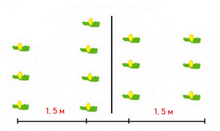 Посадка кавуна