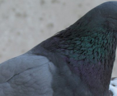 За якими ознаками можна визначити стать голуба?