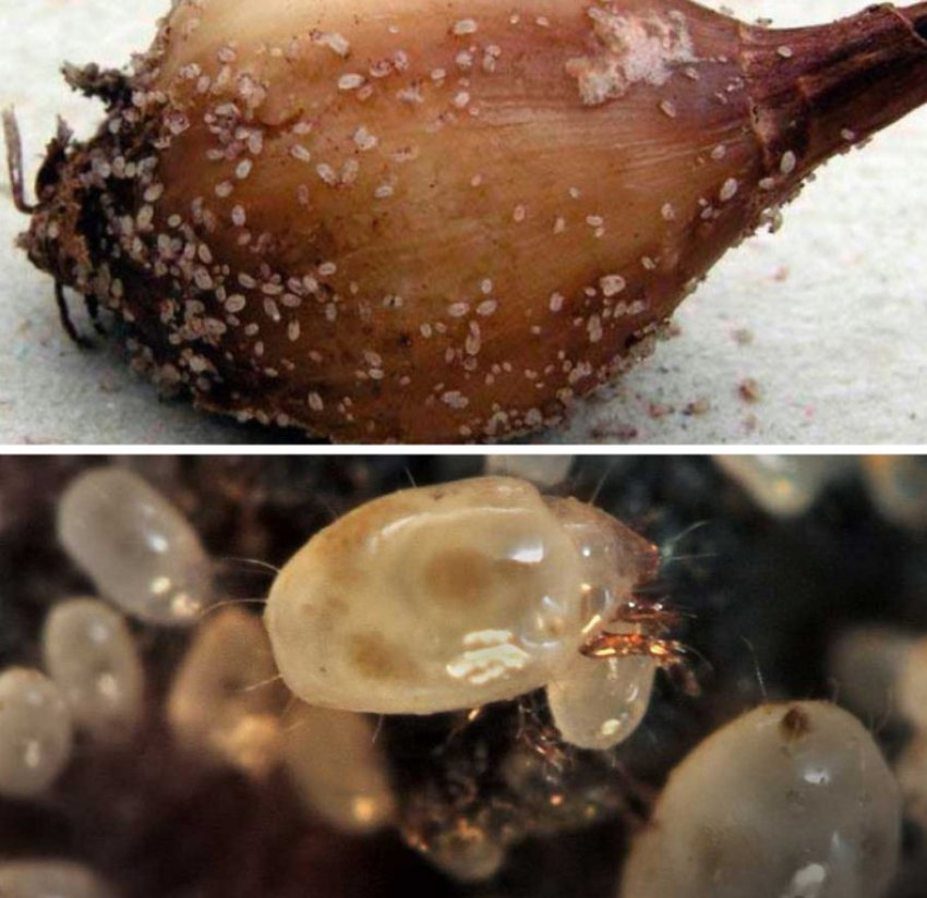 Цибулевий кліщ Цибулевий кліщ