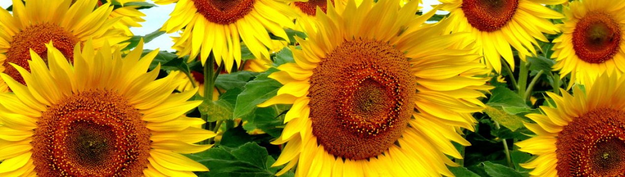 Херсонські аграрії виростять ще більше соняшнику