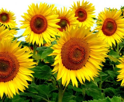 Херсонські аграрії виростять ще більше соняшнику