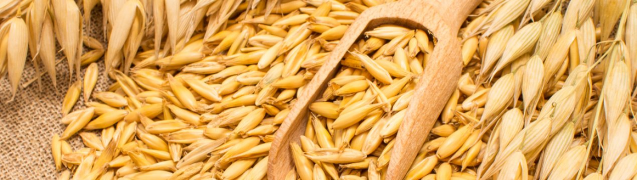 Вівсянка, сер! Краснодарське зерно вирушило «на пробу» в Китай