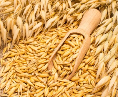 Вівсянка, сер! Краснодарське зерно вирушило «на пробу» в Китай