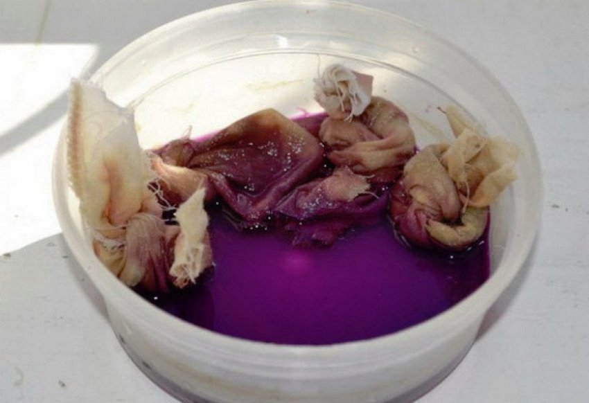 Замочування насіння цибулі