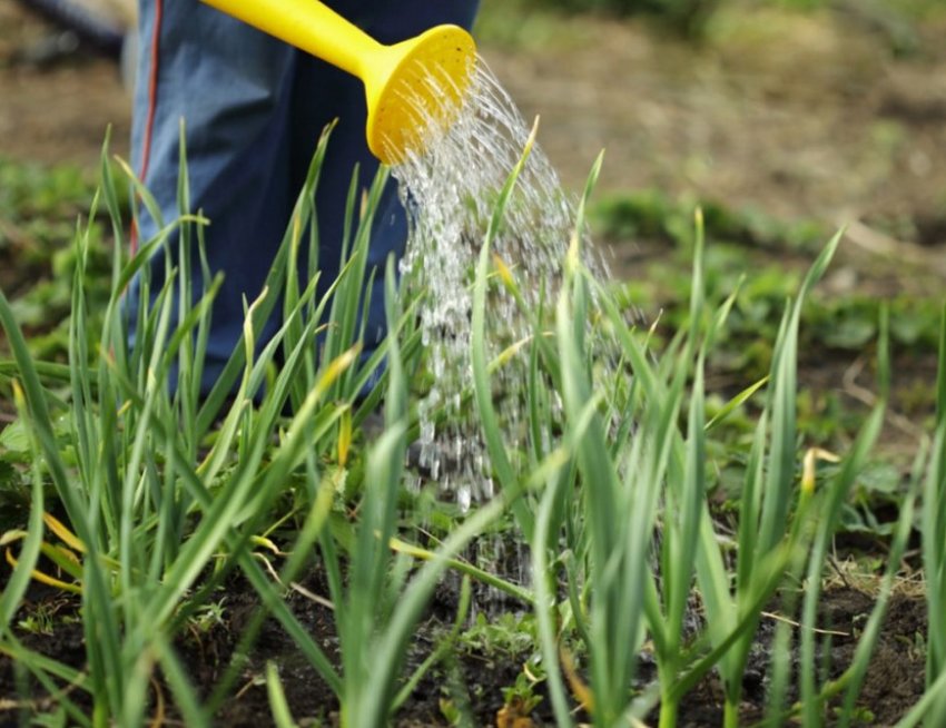 Полив цибулі