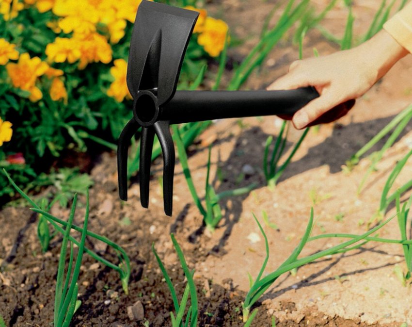 Розпушування ґрунту для цибулі