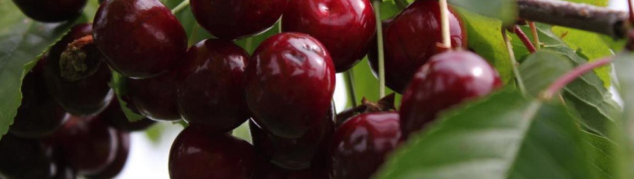 Особливості посадки і догляду за черешнею сорти Ревна