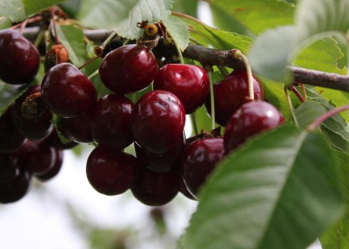 Особливості посадки і догляду за черешнею сорти Ревна