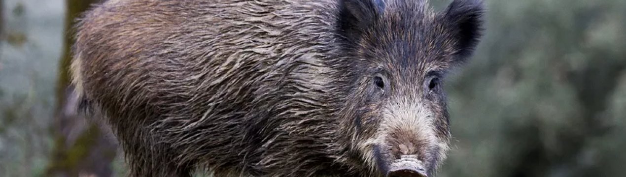 На Хортиці більше не буде диких кабанів