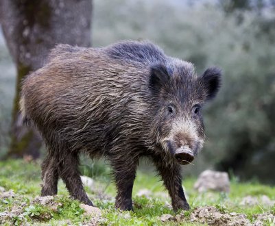 На Хортиці більше не буде диких кабанів