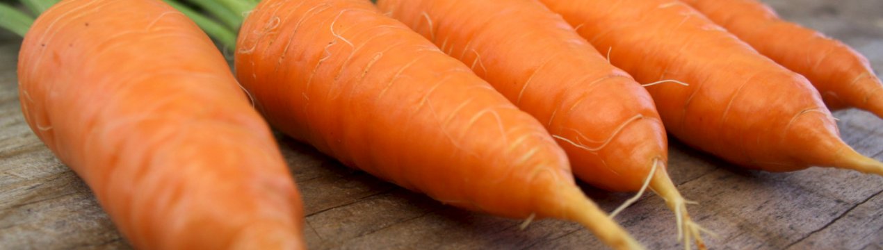 Особливості догляду та вирощування моркви Алтайська лакомка