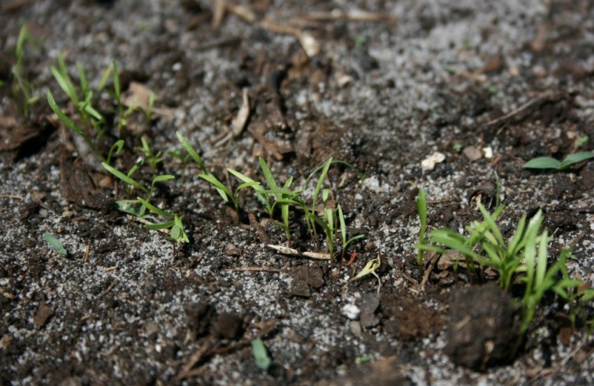 Сходи моркви