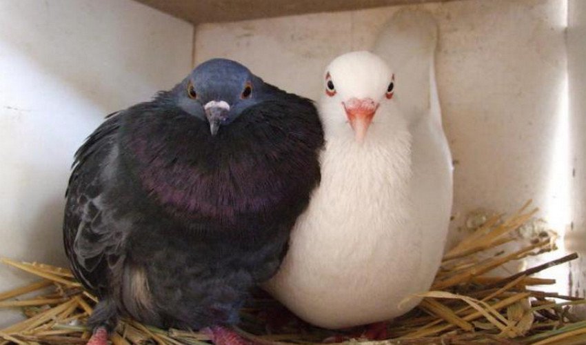 Как определить пол голубей
