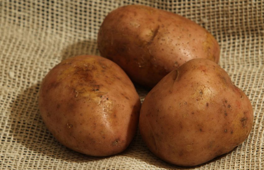 Сорт картофеля Эльмундо: ботаническое описание и характеристика, плюсы иминусы, особенности посадки и ухода, фото