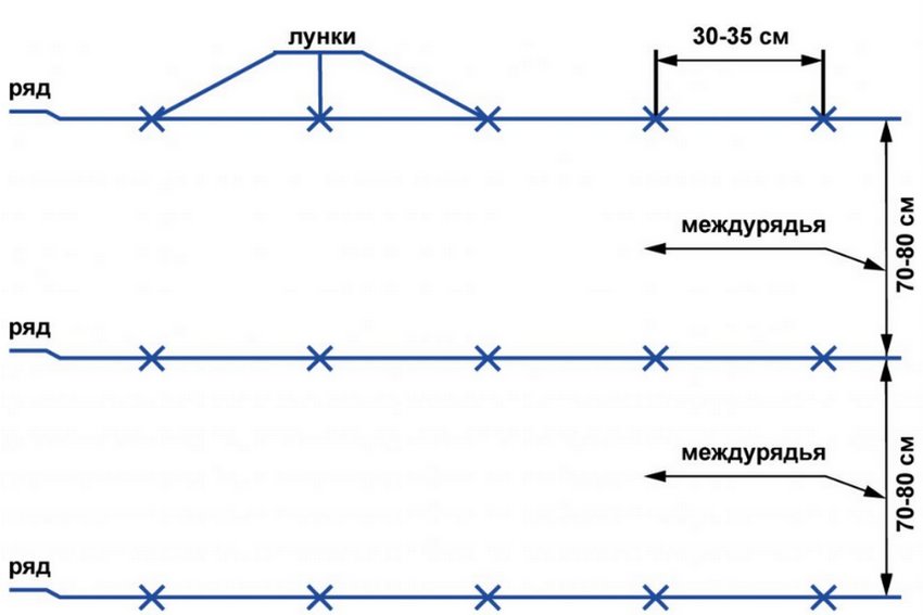 Схема посадки картоплі Схема посадки картоплі