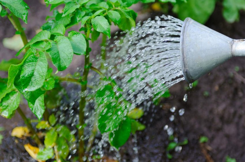 Полив картоплі Полив картоплі