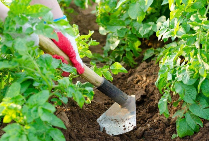 Розпушування грунту картоплі Розпушування грунту картоплі