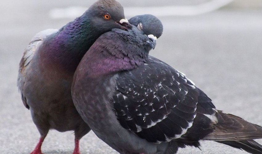 Как различить самку и самца голубя